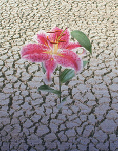 File:Flower-desert.jpg